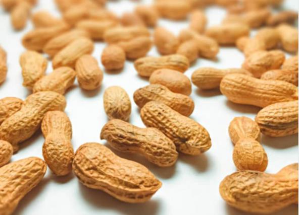 عرضه بدون واسطه بادام زمینی و فندق