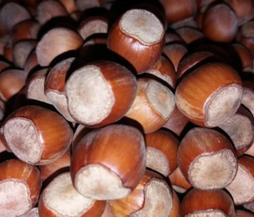 با فندق سرشار از آنتی اکسیدان شوید