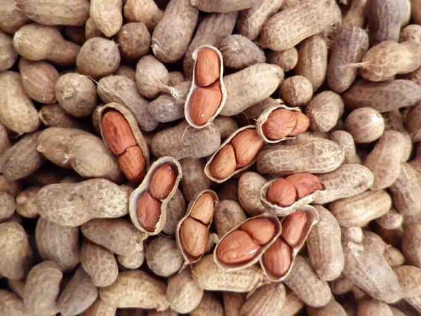 بزرگترين نمایندگی فروش عمده بادام زمینی و فندق 