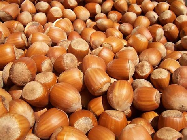 فروش ویژه بدون واسطه بادام زمینی و فندق خام درجه یک