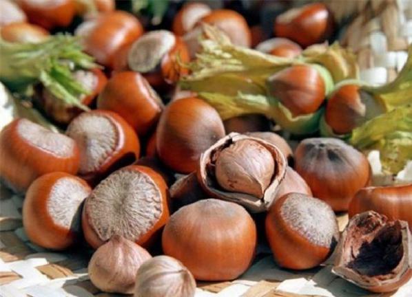آشنایی با خواص غذایی و دارویی فندق